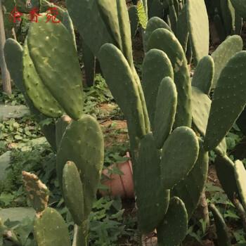 墨西哥米邦塔仙人掌盆栽食用外敷种植做菜观赏仙人掌米邦塔仙人掌 7年