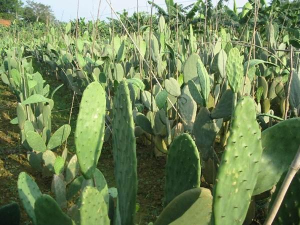 高县21公分米邦塔食用仙人掌种植基地